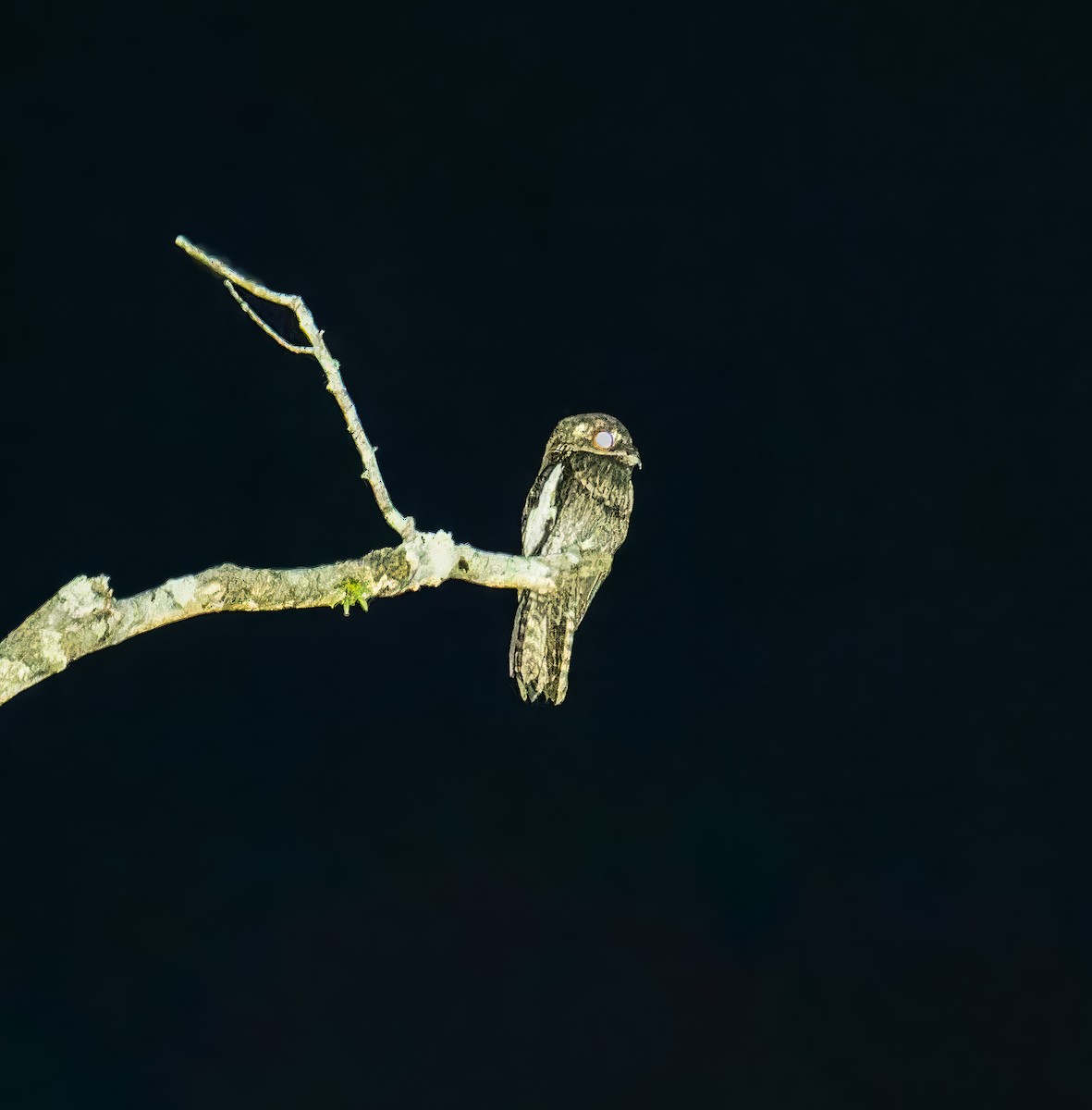 White-winged Potoo - ML622490248