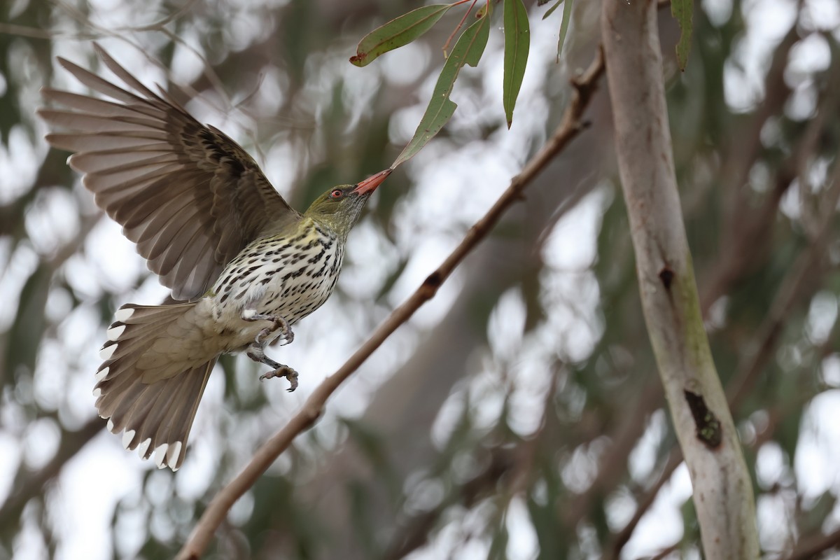 Olive-backed Oriole - Dennis Devers