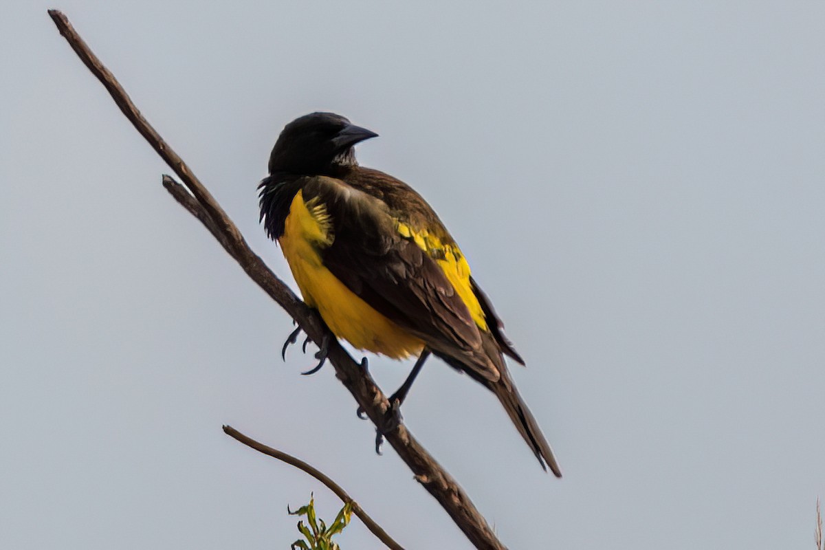 Yellow-rumped Marshbird - ML622490268