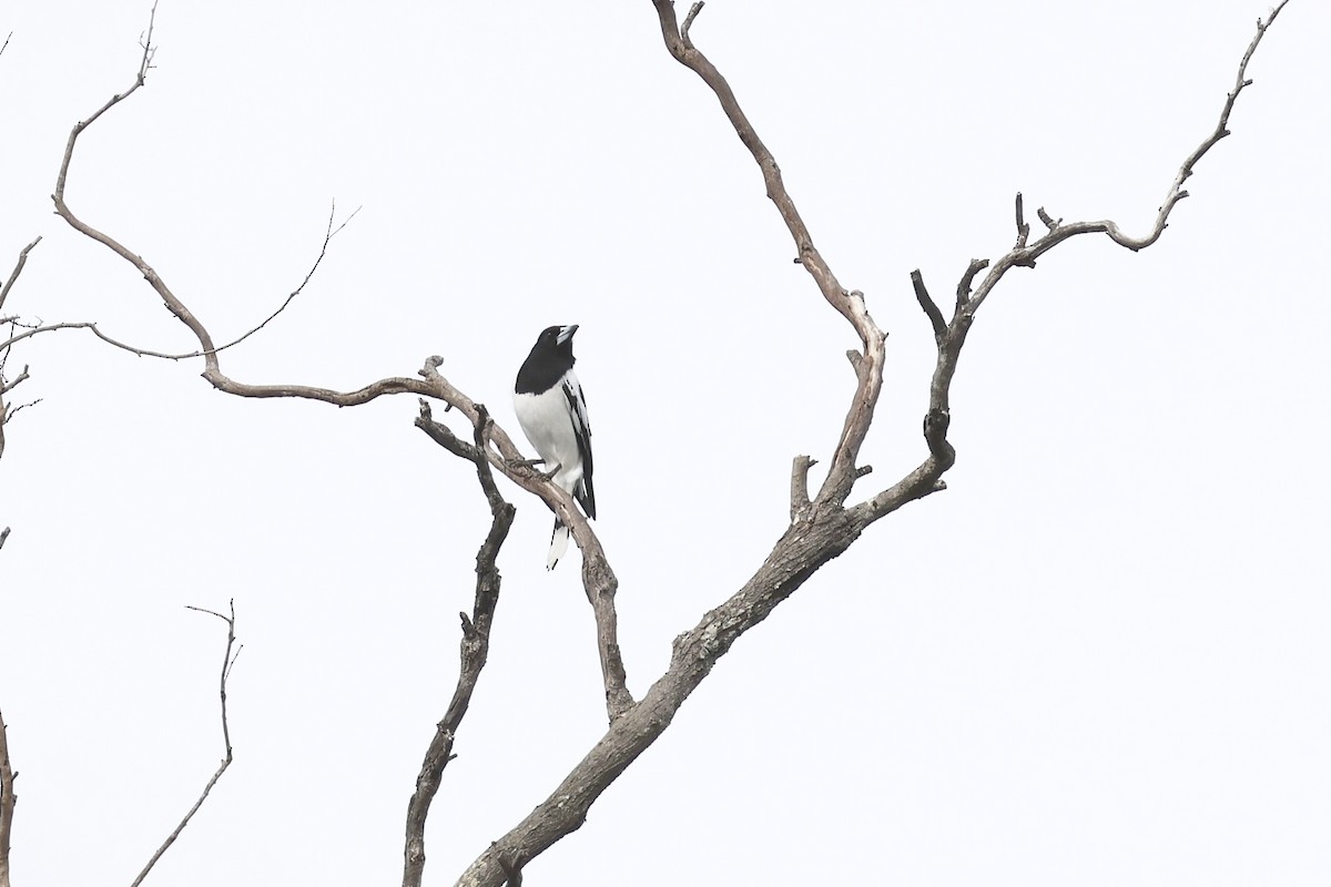 Pied Butcherbird - Dennis Devers