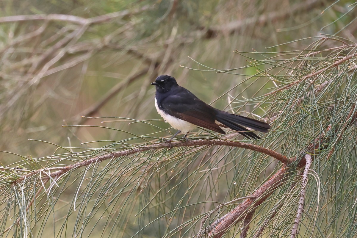 Willie-wagtail - Dennis Devers