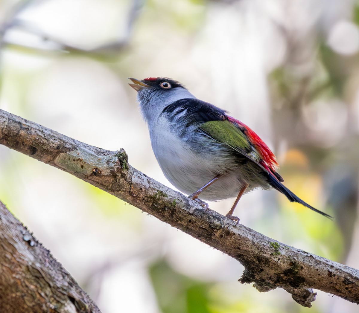 Pin-tailed Manakin - ML622490613