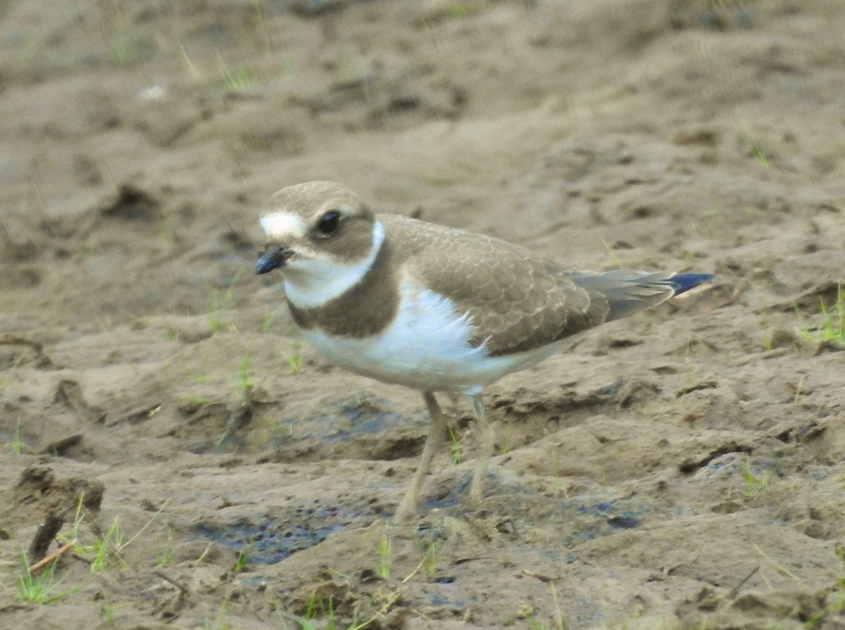 Semipalmated Plover - Kent Miller