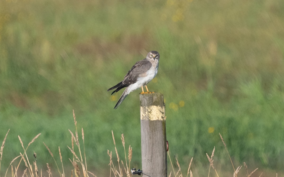 Pallid Harrier - ML622490796