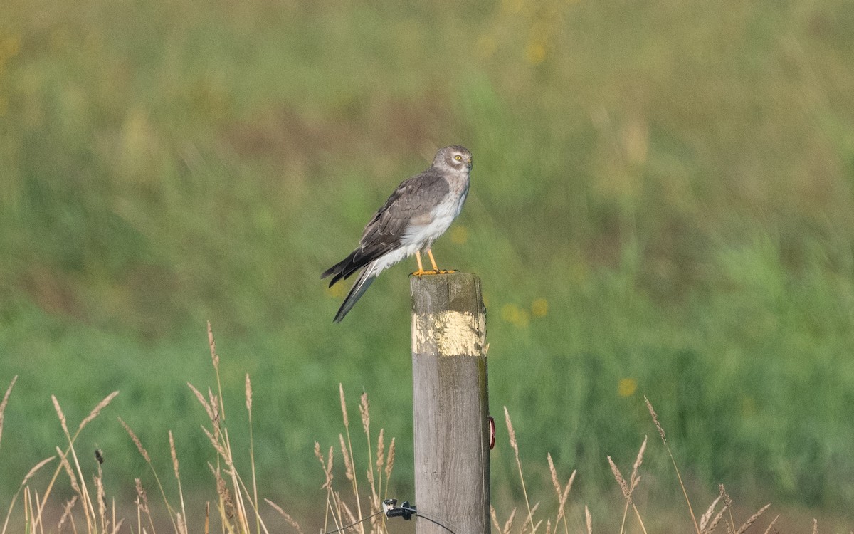 Pallid Harrier - ML622490797