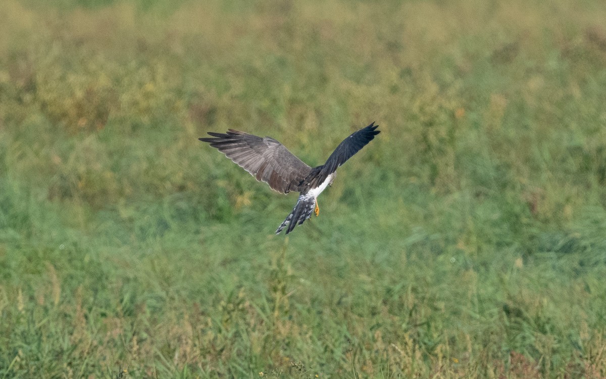 Pallid Harrier - ML622490798