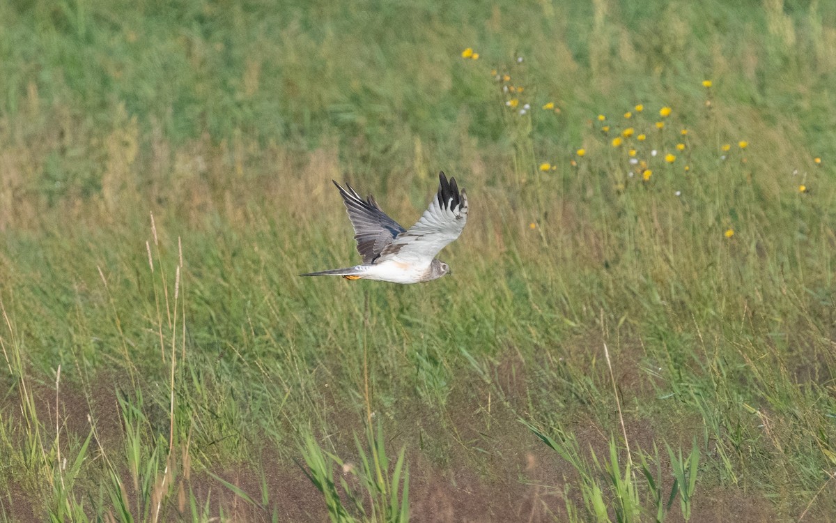 Pallid Harrier - ML622490799