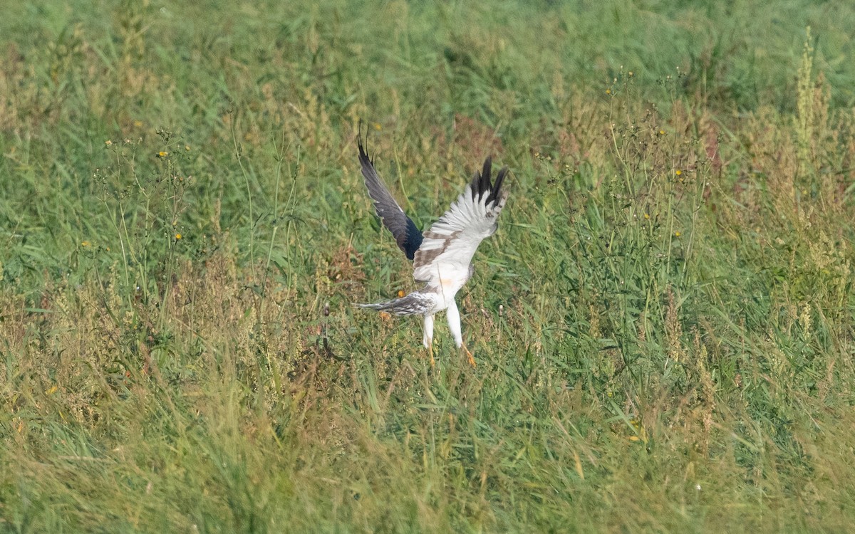 Pallid Harrier - ML622490800