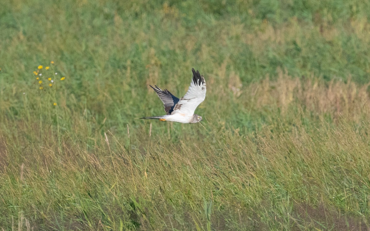 Pallid Harrier - ML622490803