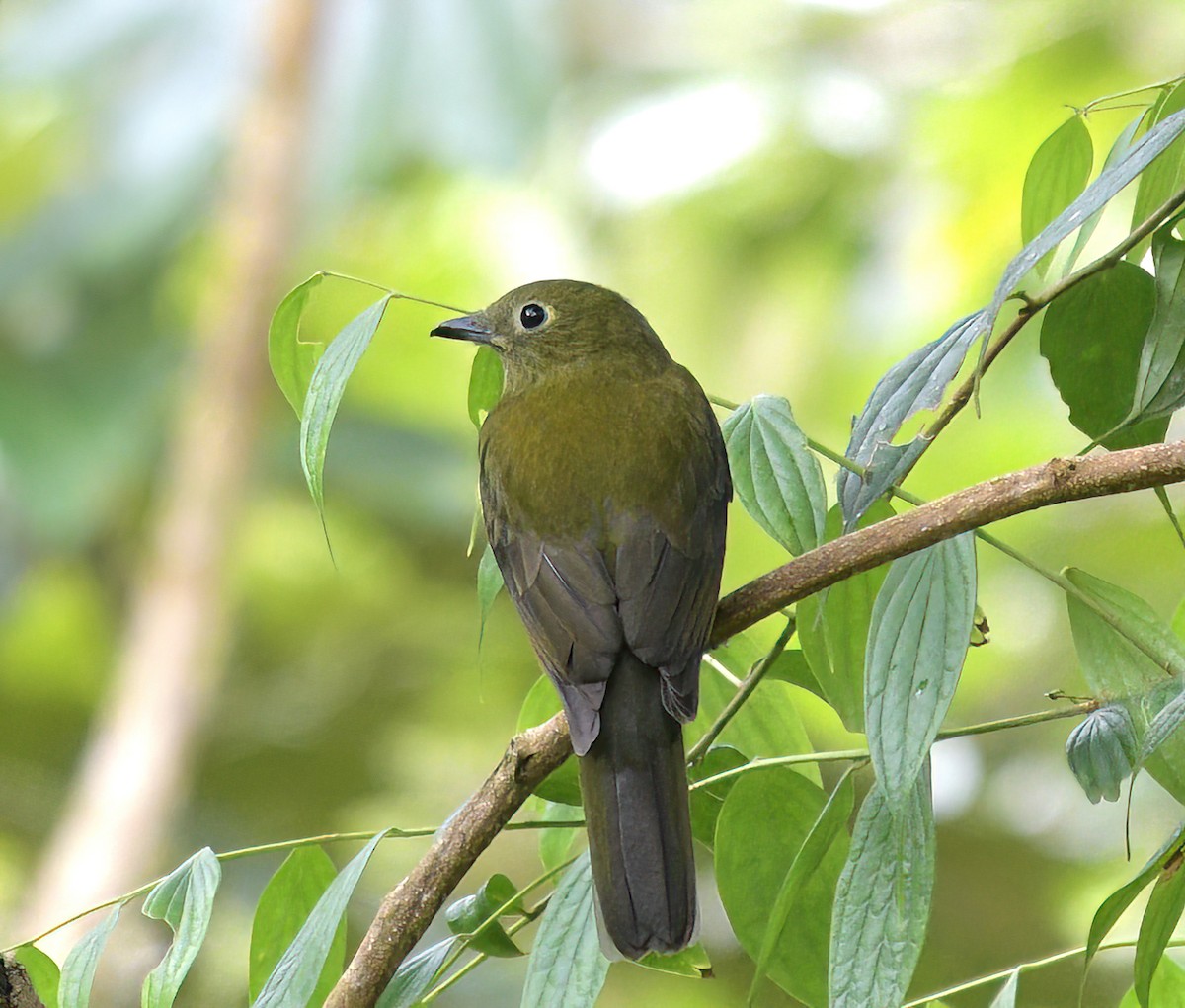 Olivaceous Piha - David Swain