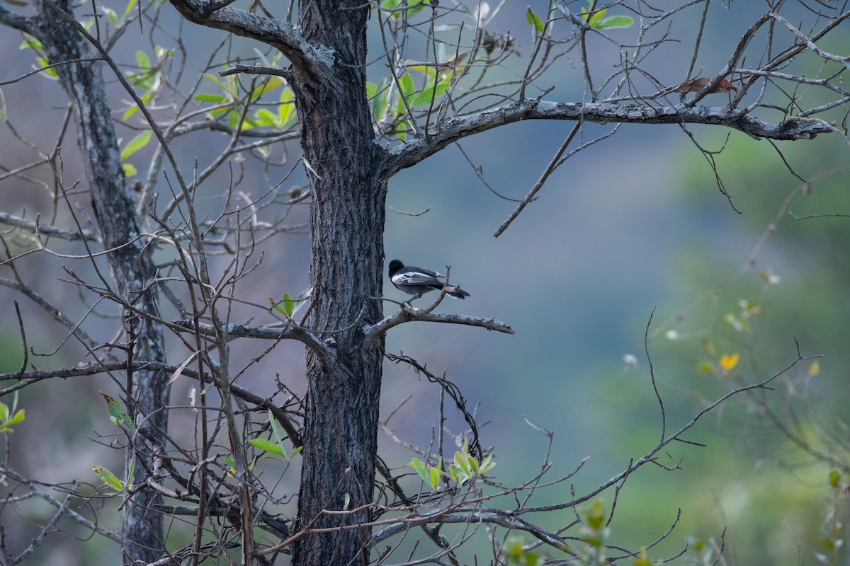 Southern Black-Tit - ML622490819