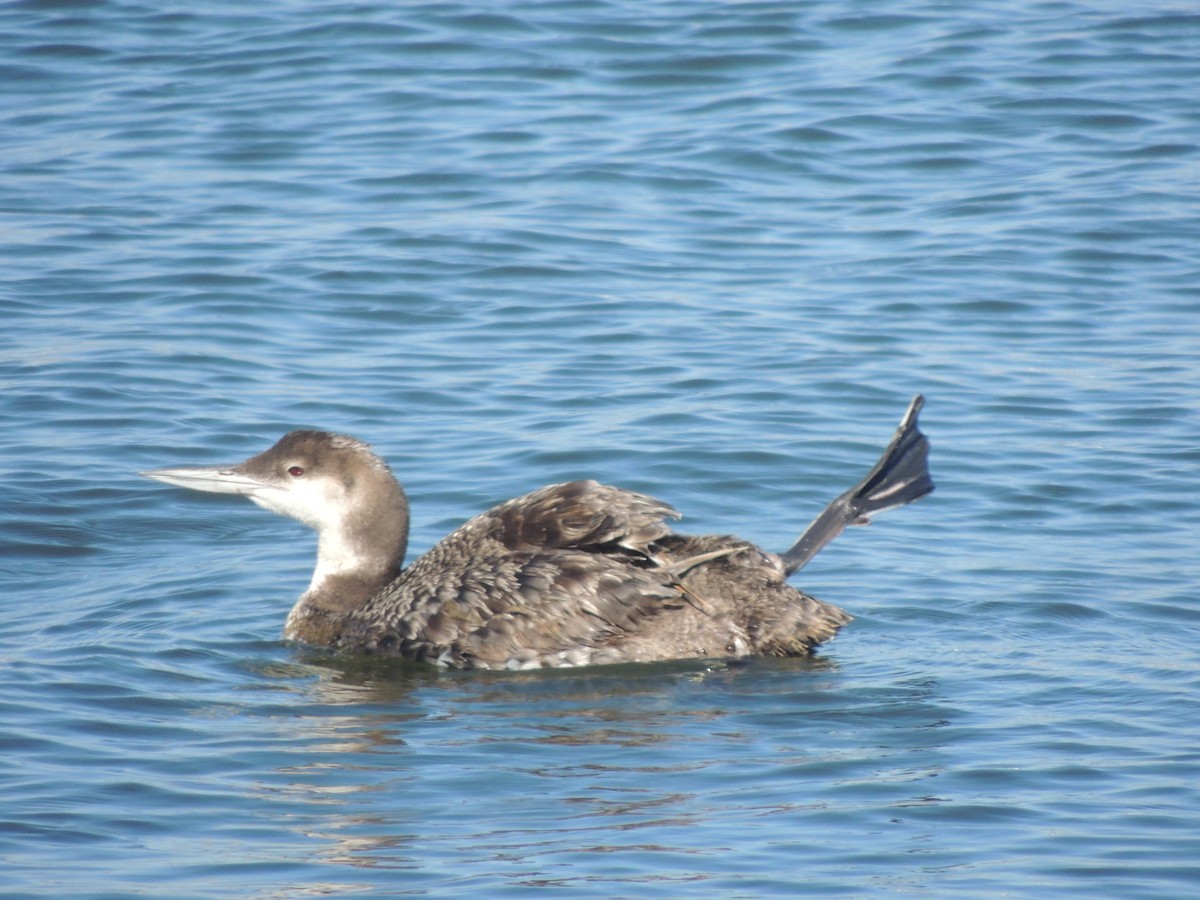 Common Loon - ML622490861