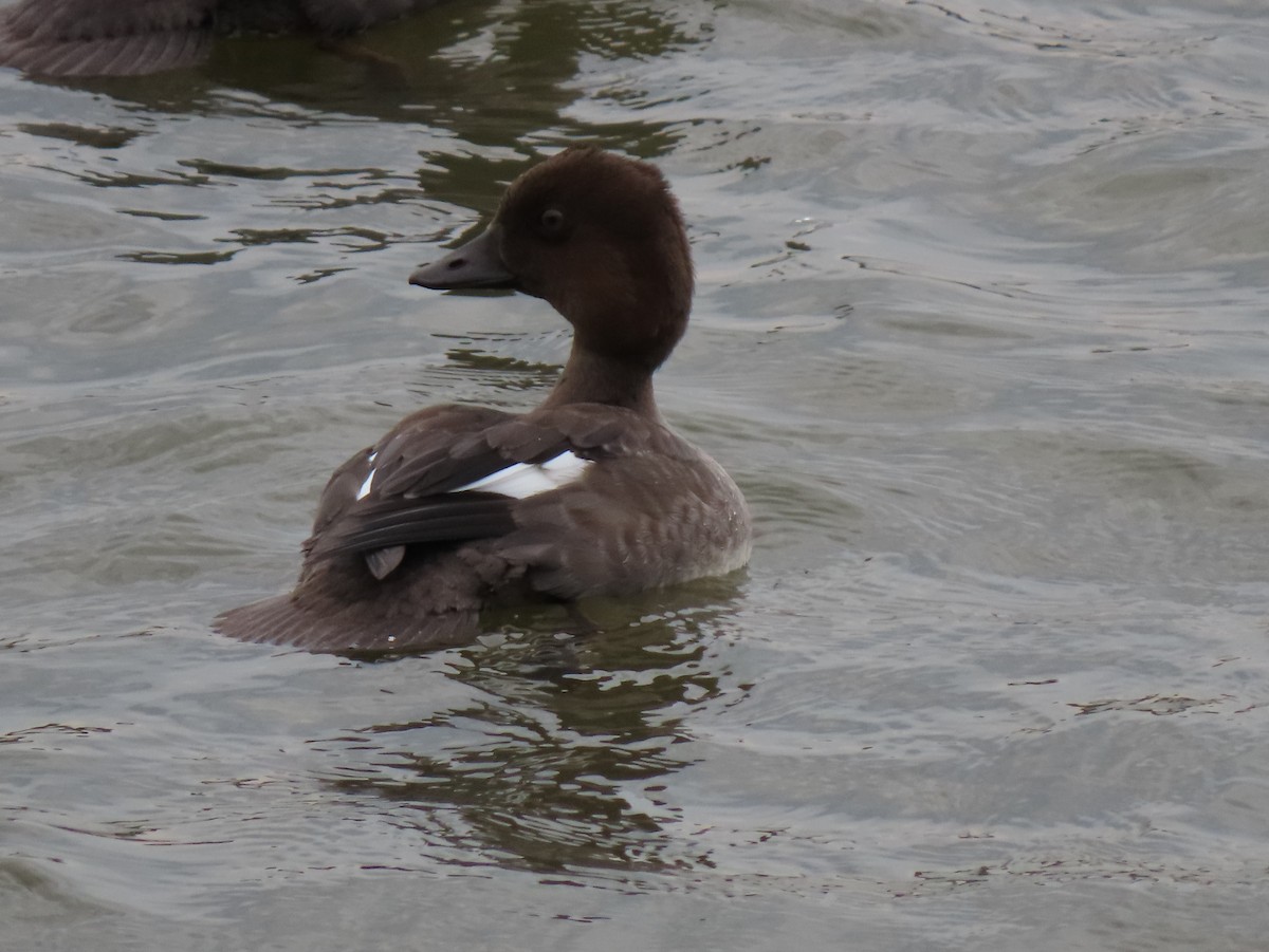 Common Goldeneye - Bruce Toews