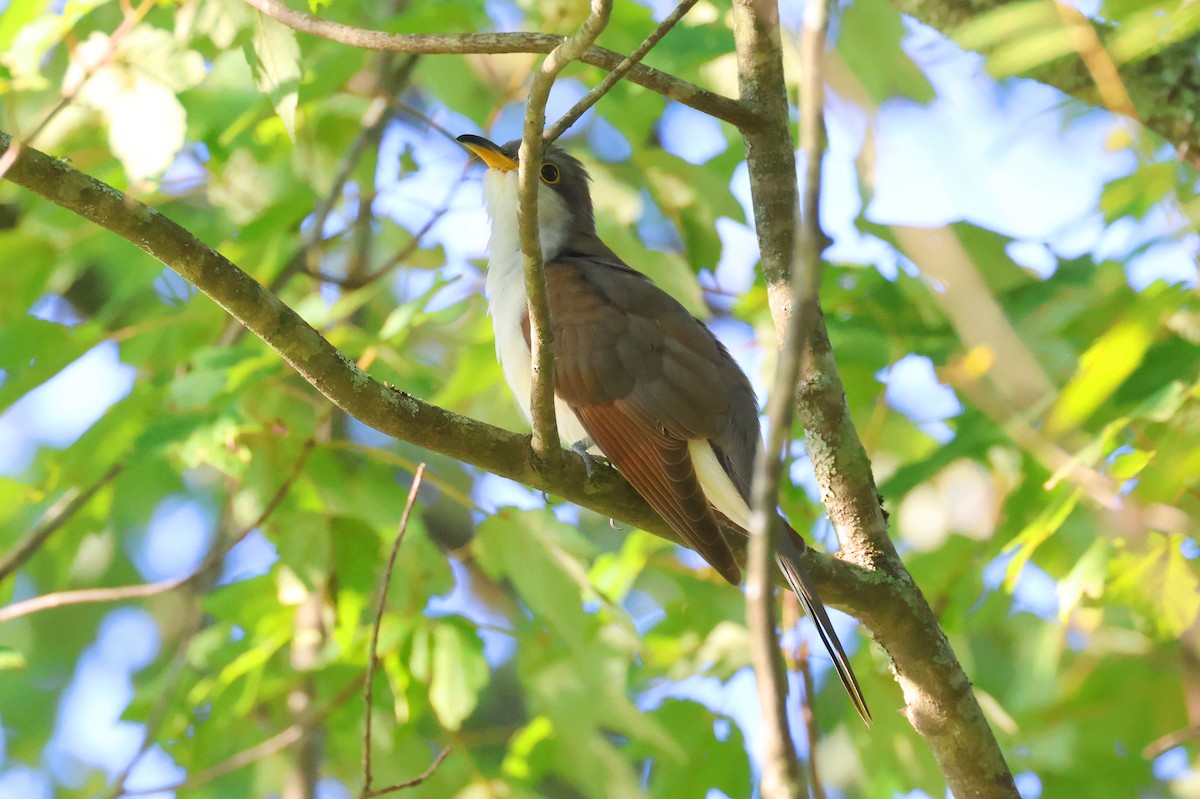 Yellow-billed Cuckoo - ML622490932