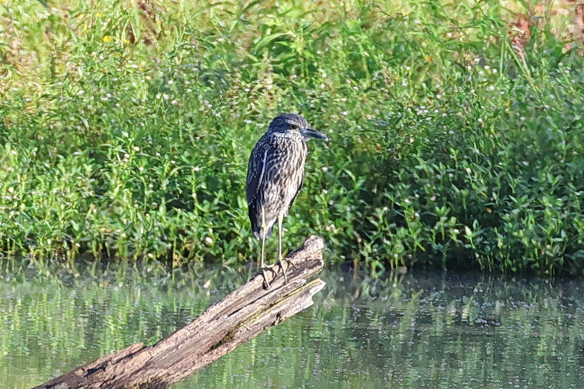 Yellow-crowned Night Heron - ML622490947