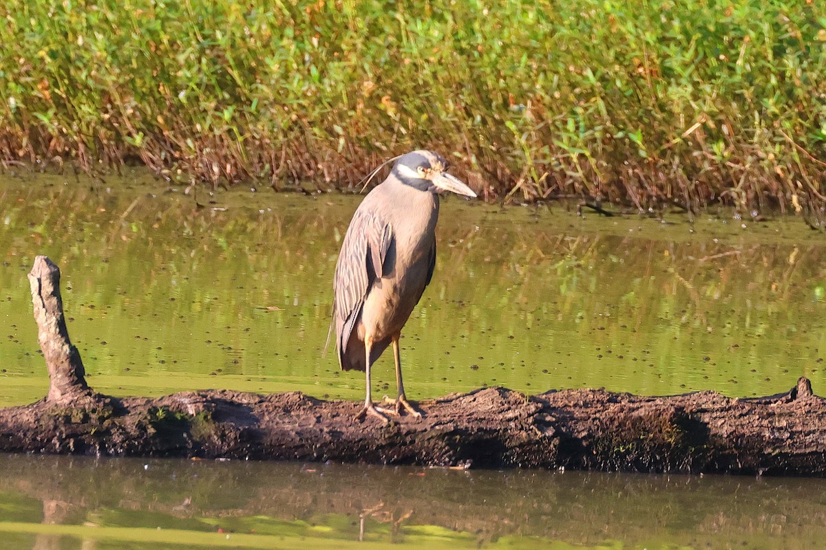 Yellow-crowned Night Heron - ML622490948