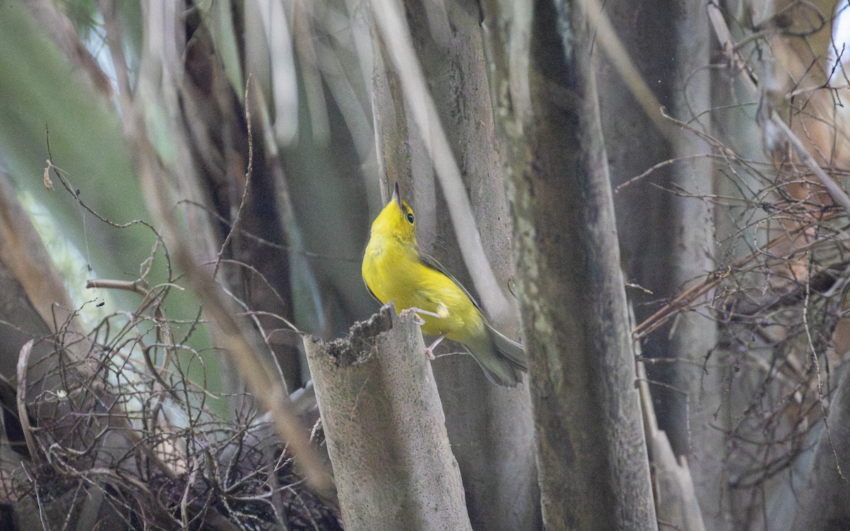 Hooded Warbler - Edwin Wilke