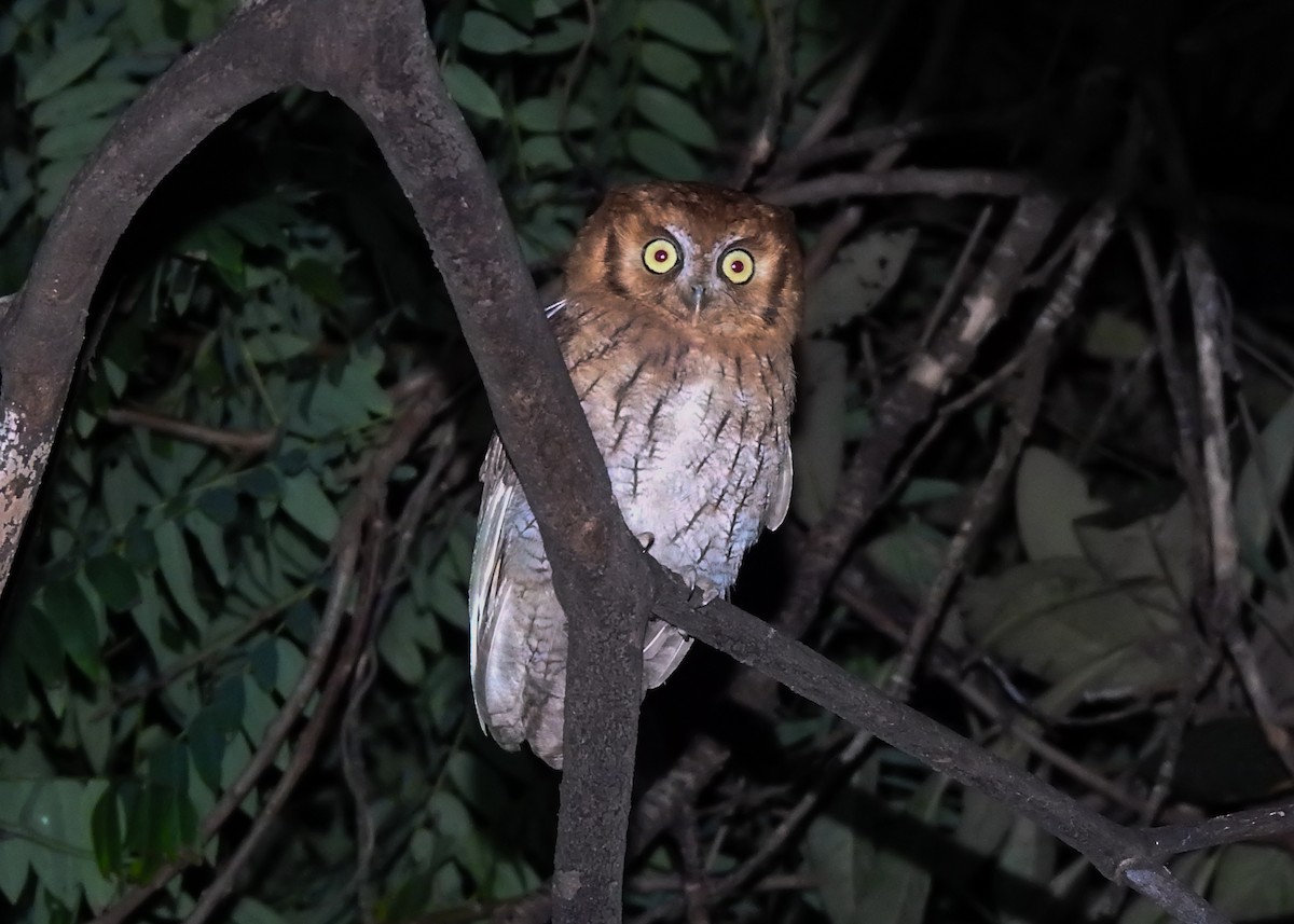 Tropical Screech-Owl - ML622491101