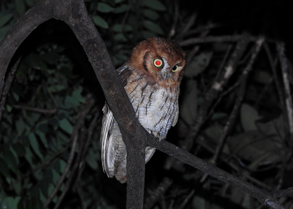 Tropical Screech-Owl - ML622491102