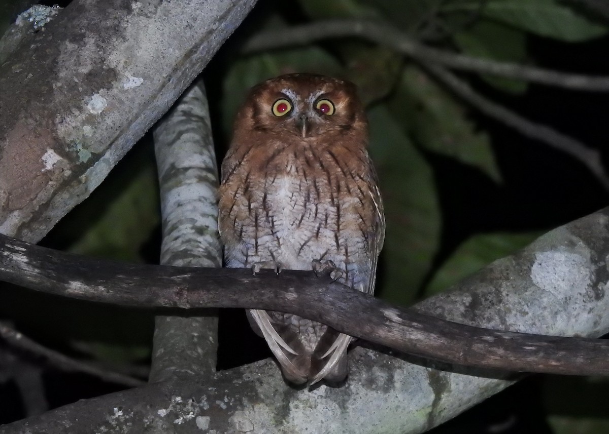 Tropical Screech-Owl - ML622491104