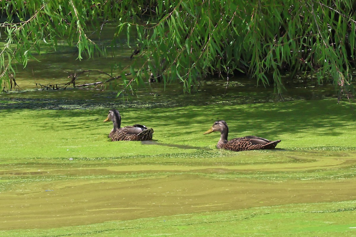 Mexican Duck - ML622491156