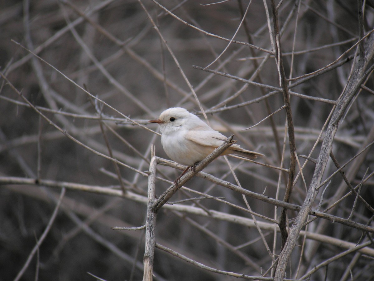 Vermilion Flycatcher - ML622491179