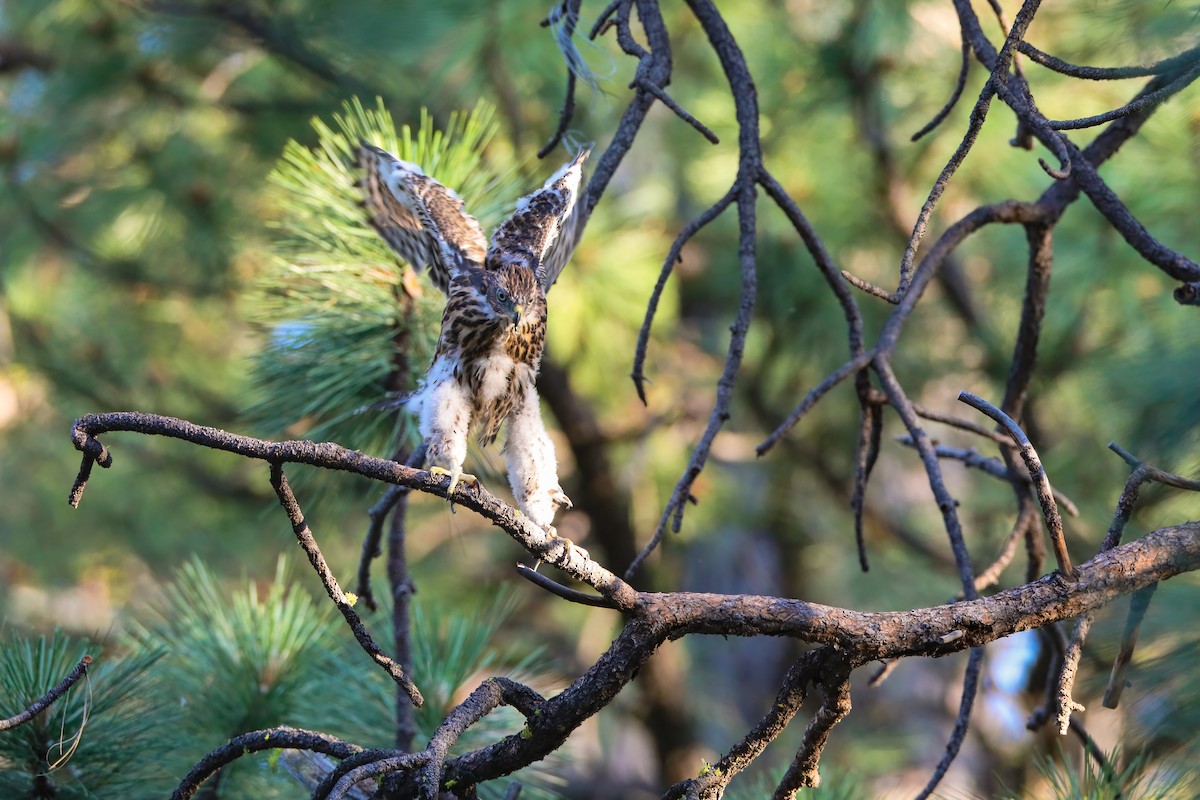 American Goshawk - ML622491309