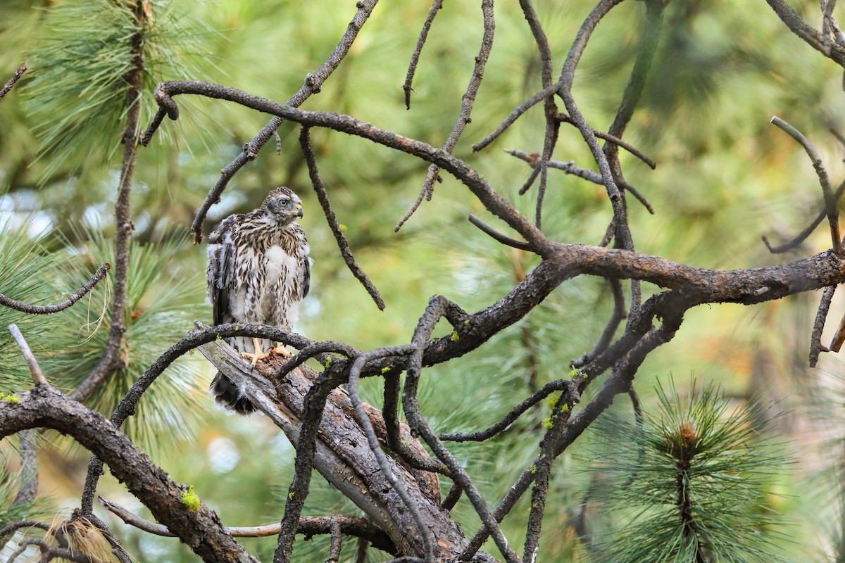 American Goshawk - ML622491310