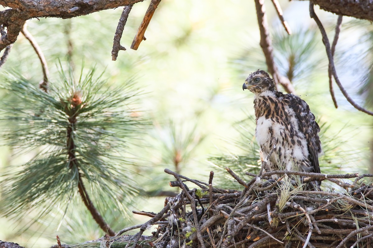 American Goshawk - Scott Carpenter