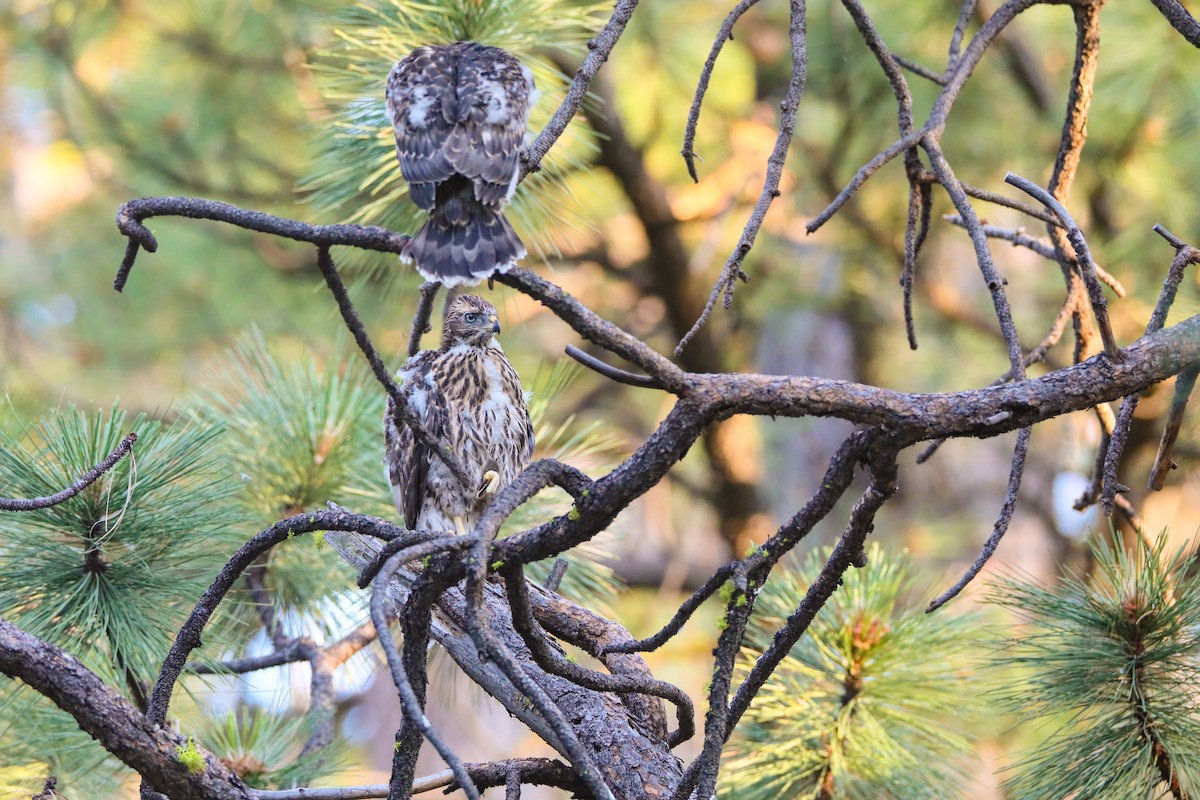 American Goshawk - ML622491312