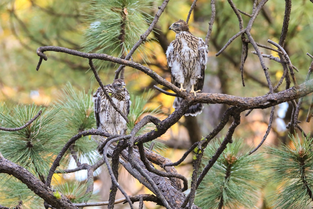 American Goshawk - ML622491313