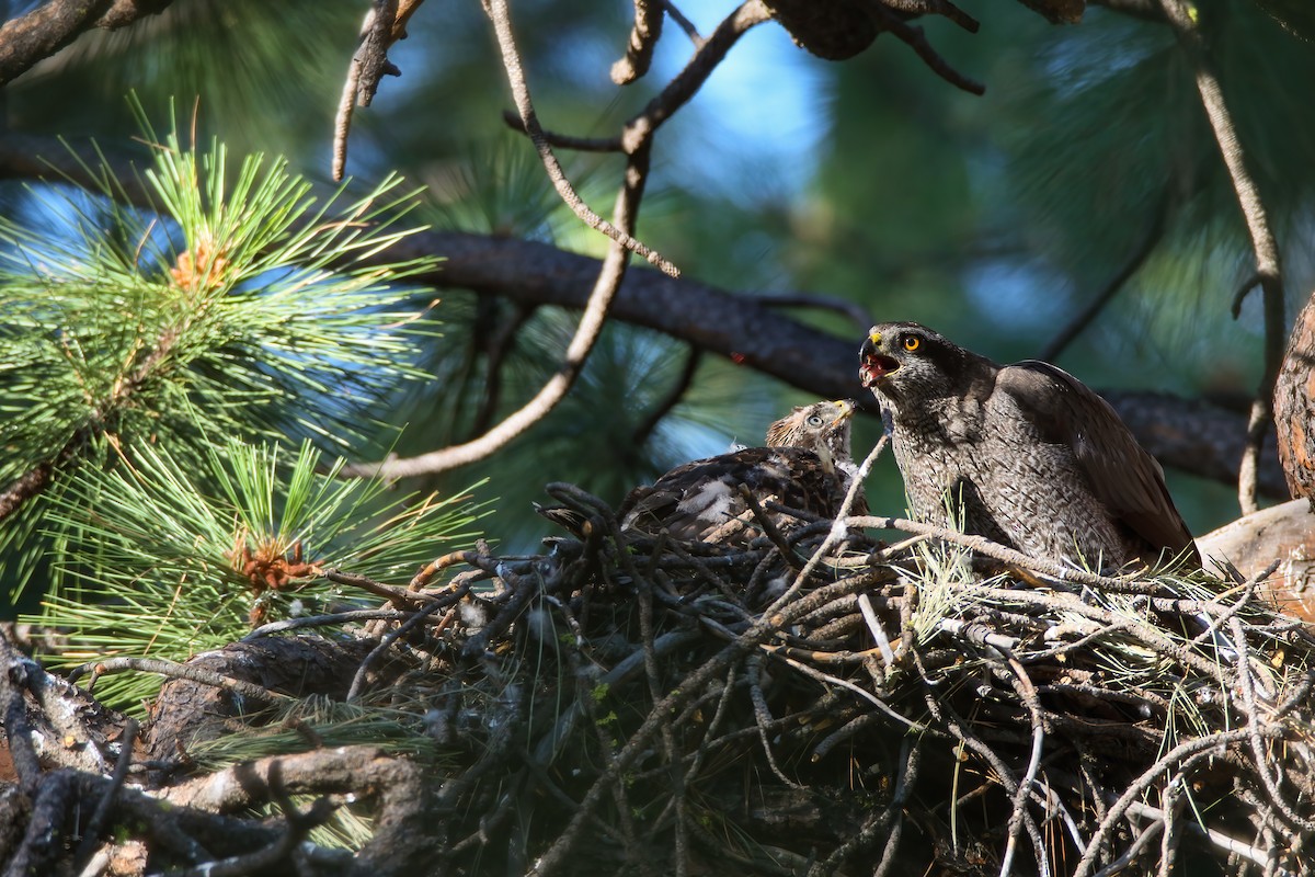 American Goshawk - ML622491382