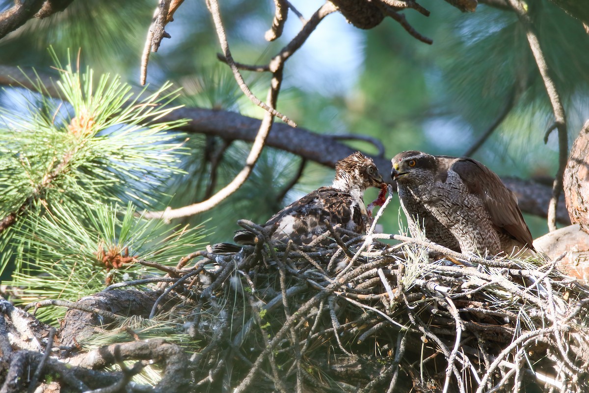 American Goshawk - ML622491383