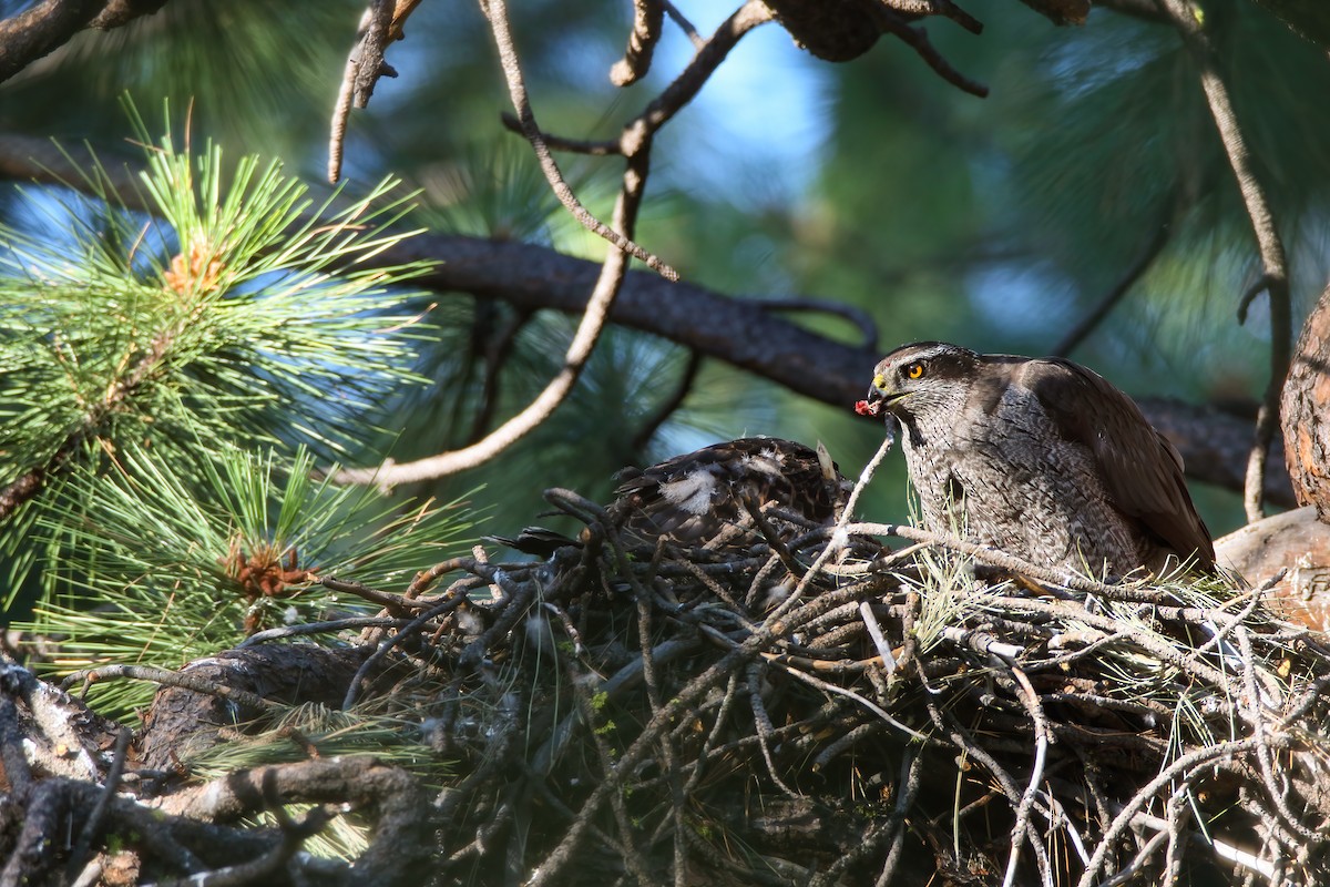 American Goshawk - ML622491384