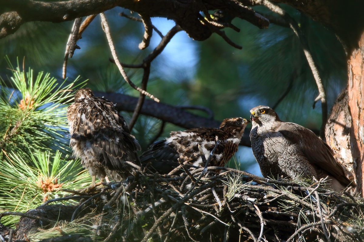 American Goshawk - ML622491385