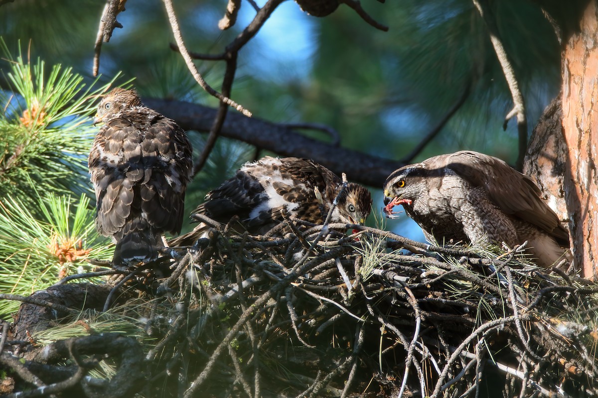 American Goshawk - ML622491386