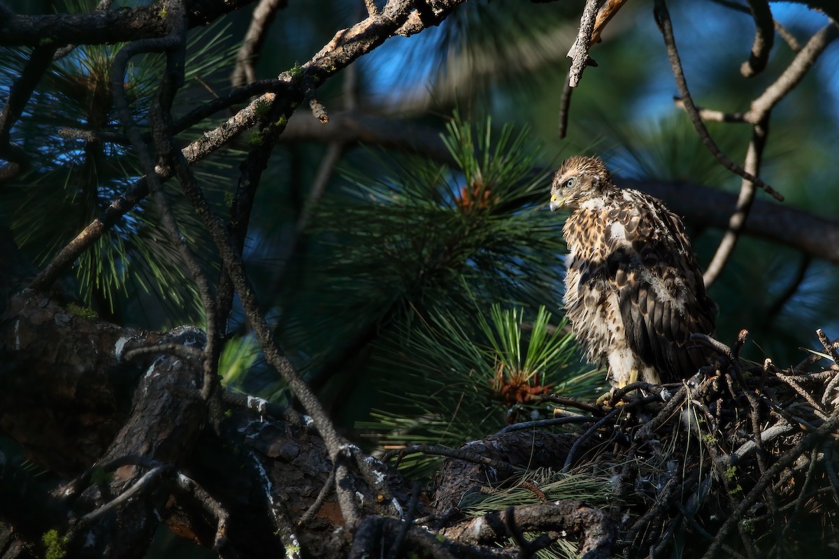 American Goshawk - ML622491387