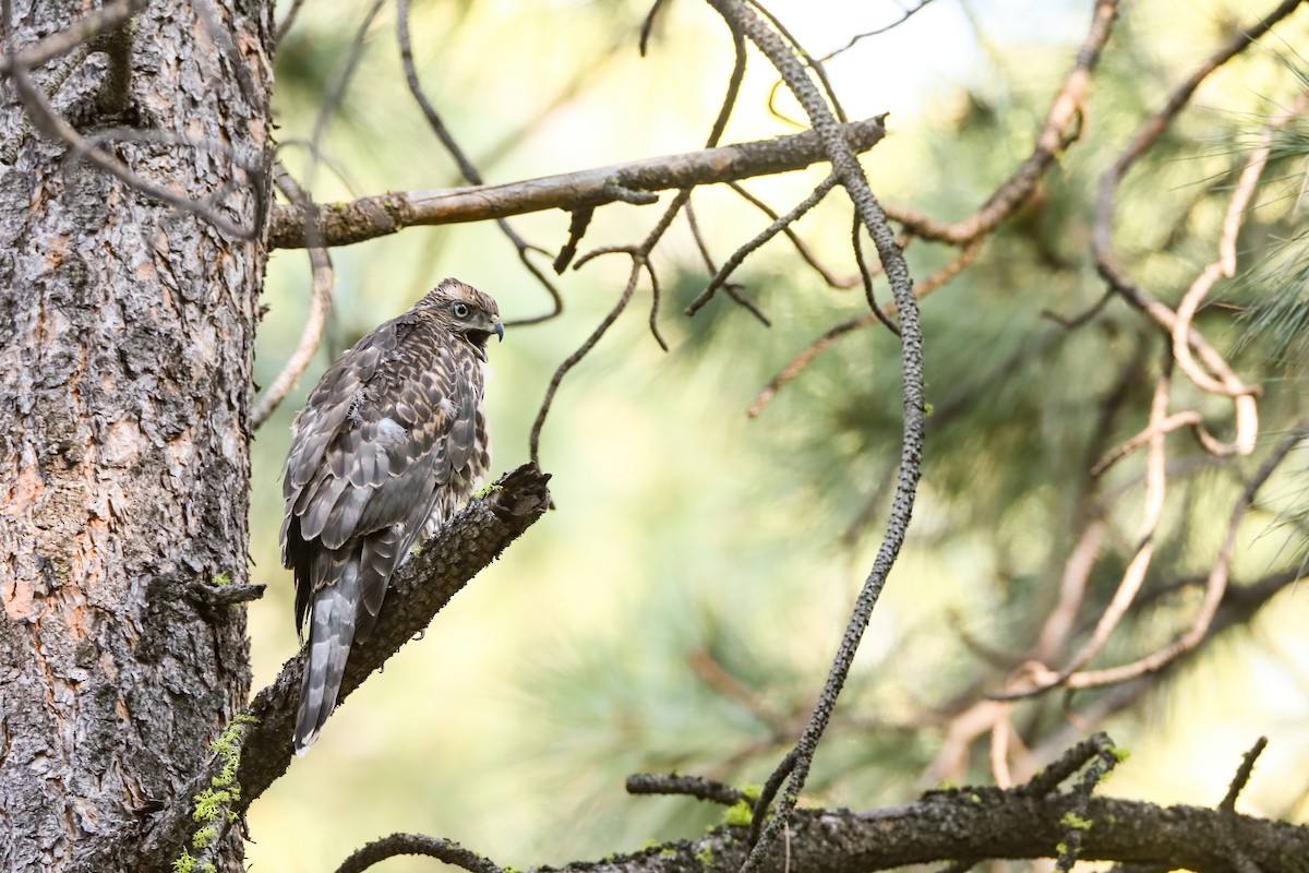 American Goshawk - ML622491488