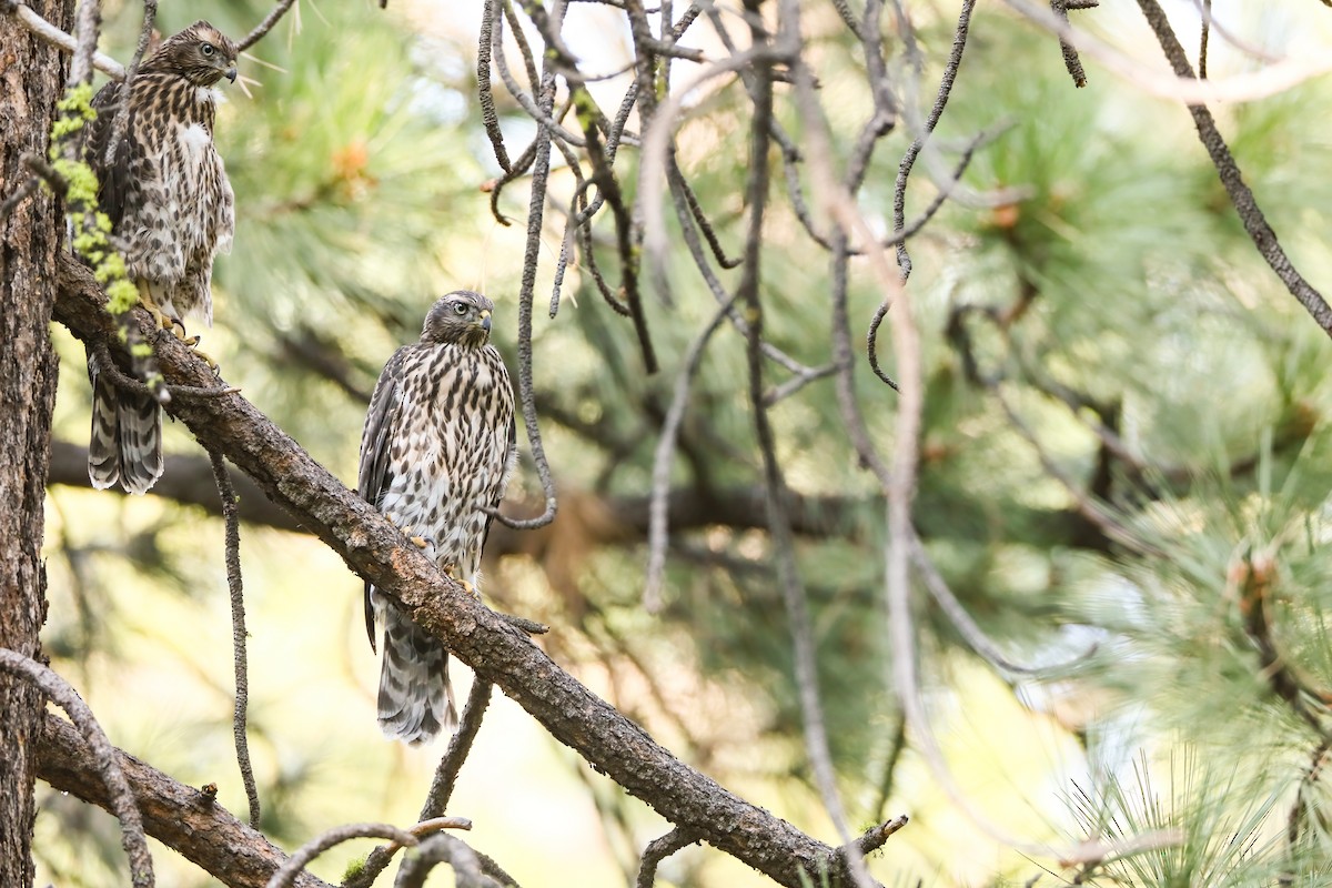 American Goshawk - ML622491489