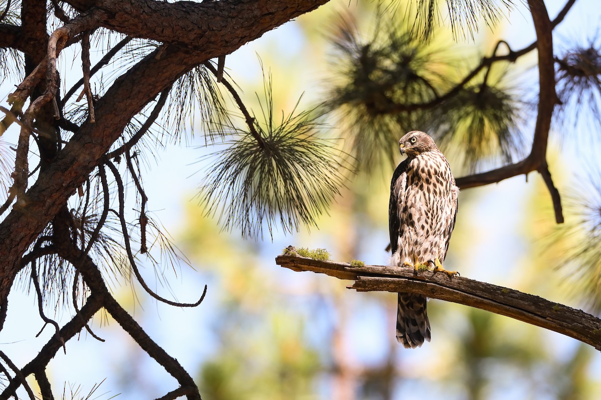 American Goshawk - ML622491490