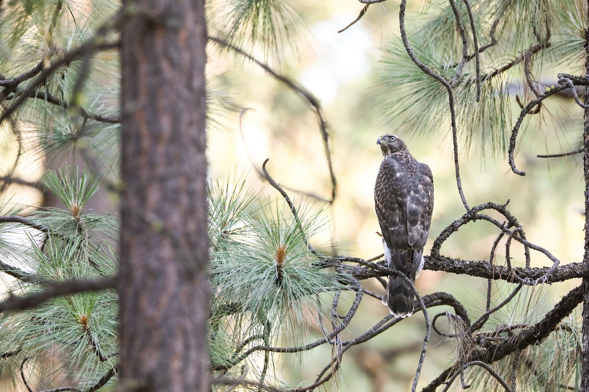 American Goshawk - ML622491491