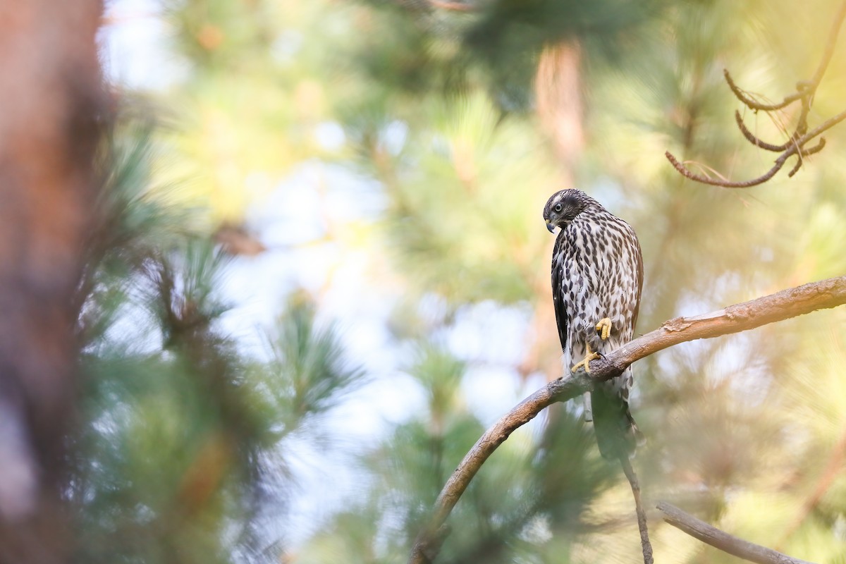 American Goshawk - ML622491492