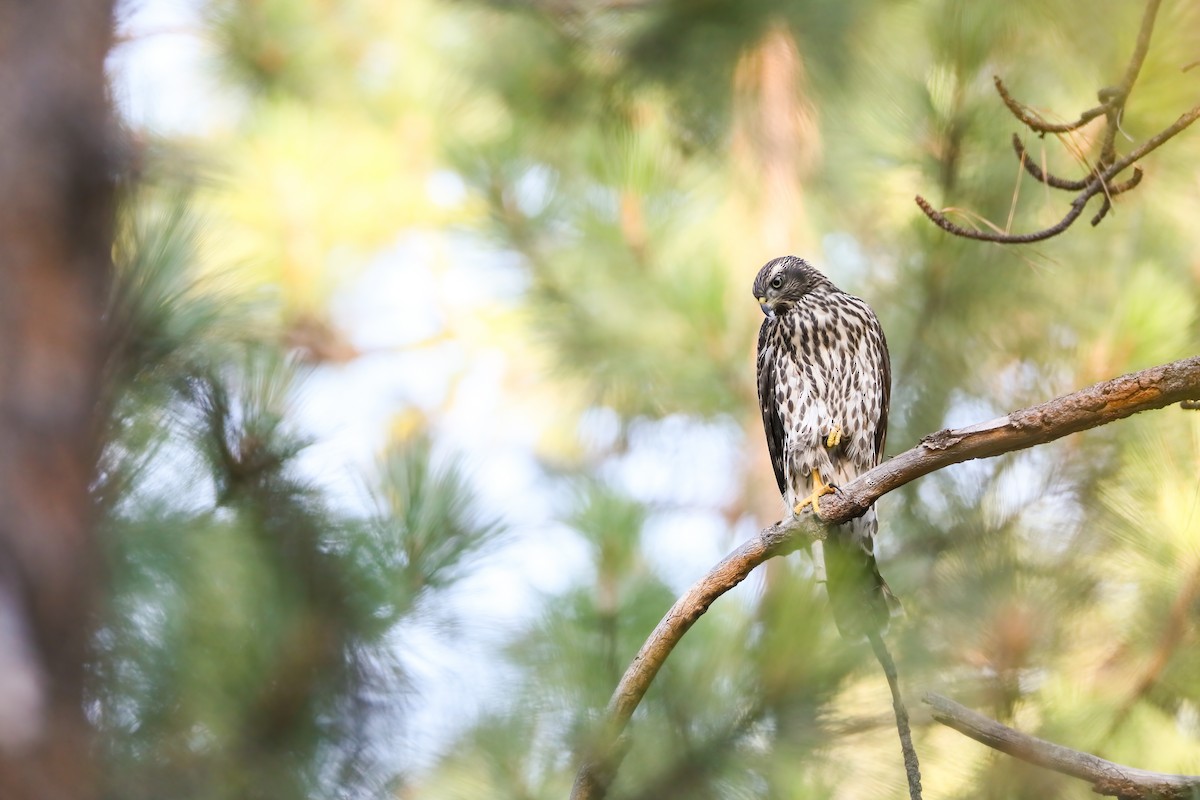 American Goshawk - ML622491493