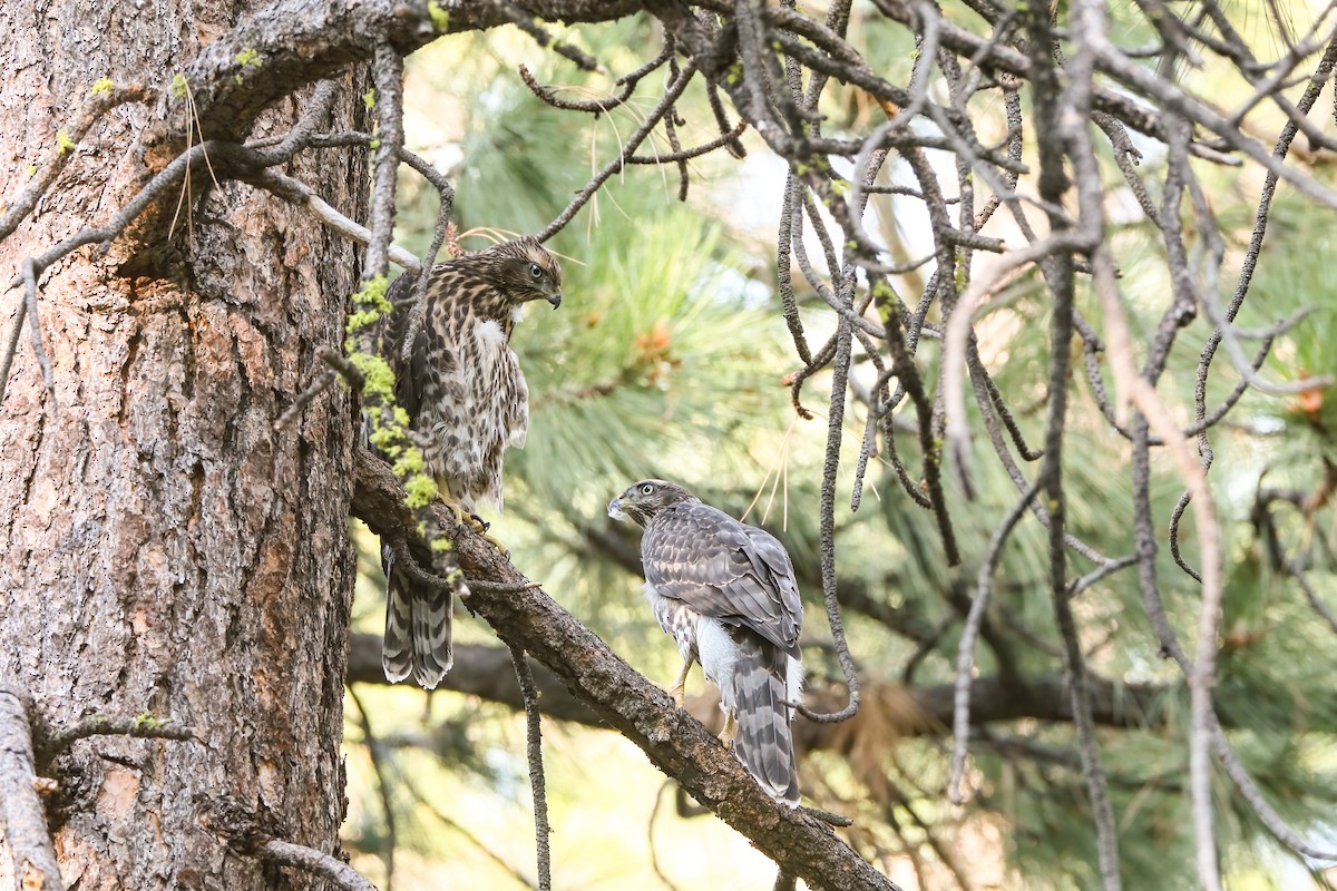 American Goshawk - ML622491494