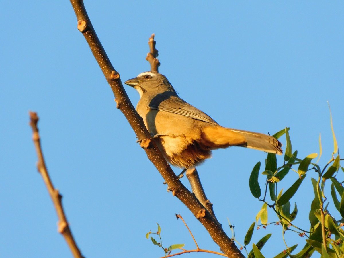 Bluish-gray Saltator - Sebastián Gómez Barboza Silveira