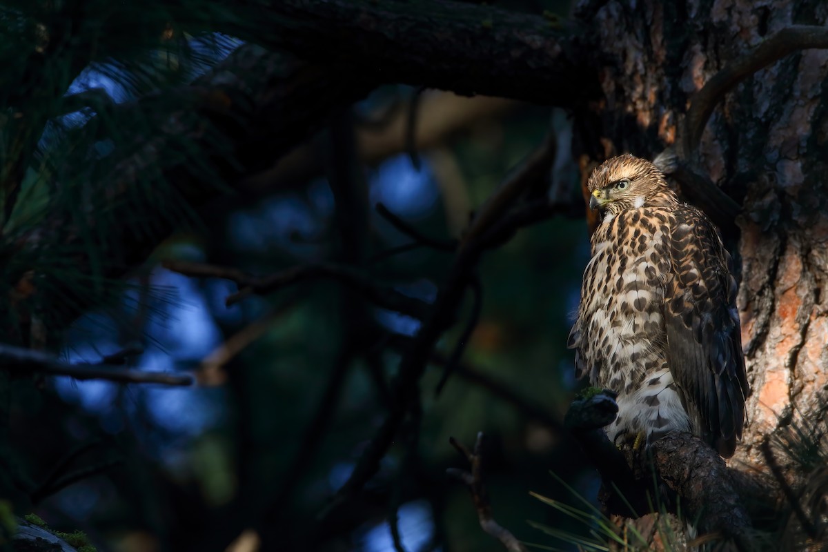 American Goshawk - ML622491532