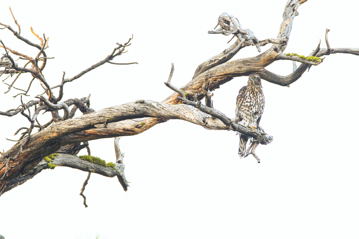 American Goshawk - ML622491533