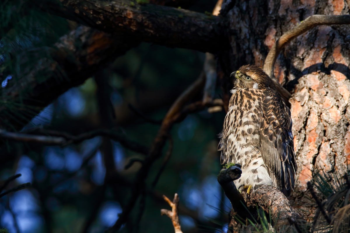 American Goshawk - ML622491534