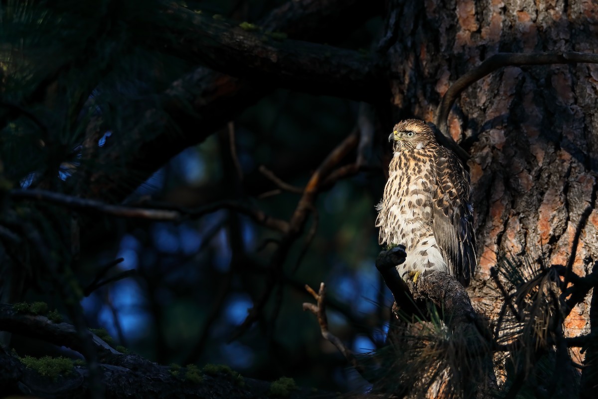 American Goshawk - ML622491535