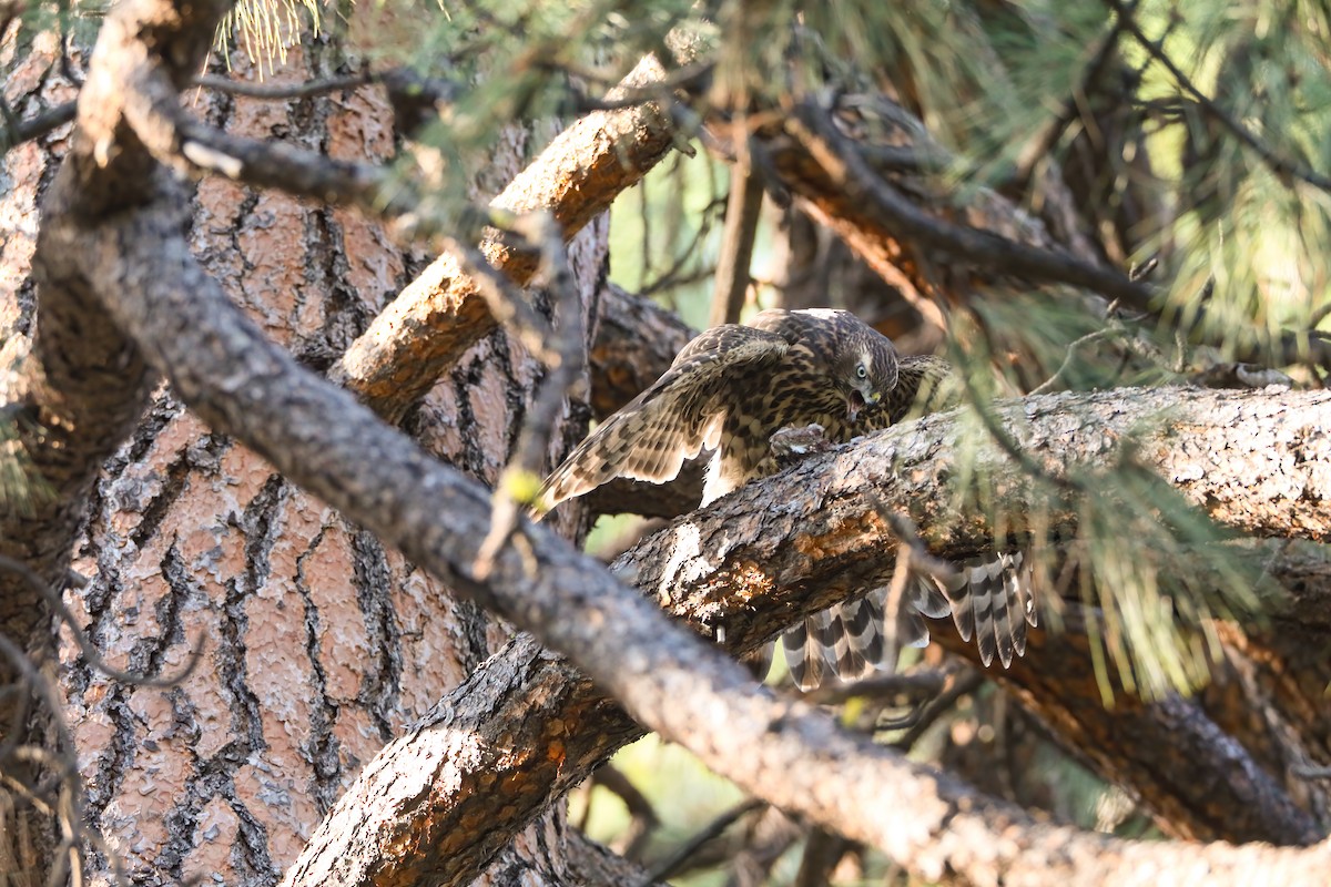 American Goshawk - ML622491536